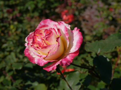 c0004078_15494095.jpg