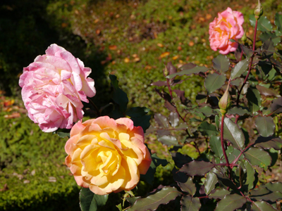 c0004078_15501320.jpg