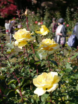 c0004078_1550817.jpg