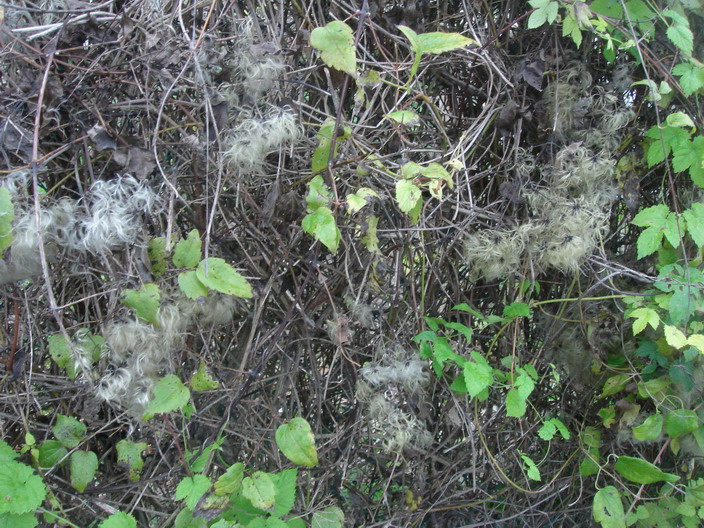 a0247585_5223928.jpg