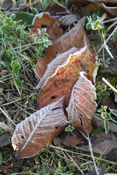 f0222692_8132625.jpg