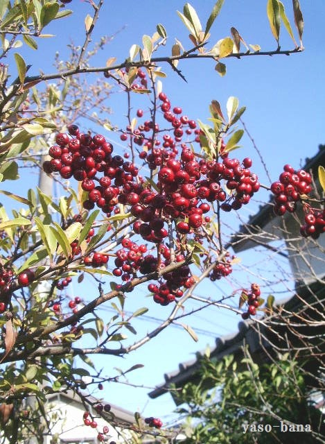 e0025300_21112549.jpg