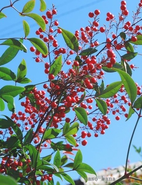 e0025300_218246.jpg