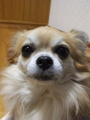 f0068649_8435779.jpg