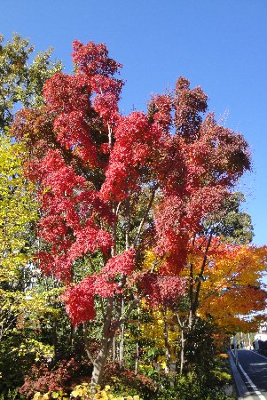 c0055552_22582545.jpg