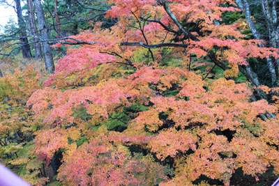 c0117570_1653082.jpg