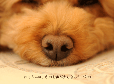 c0196673_8381857.gif