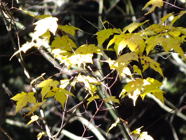 e0145782_19201846.jpg