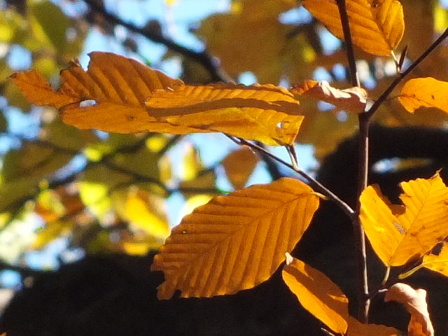 e0145782_1922516.jpg