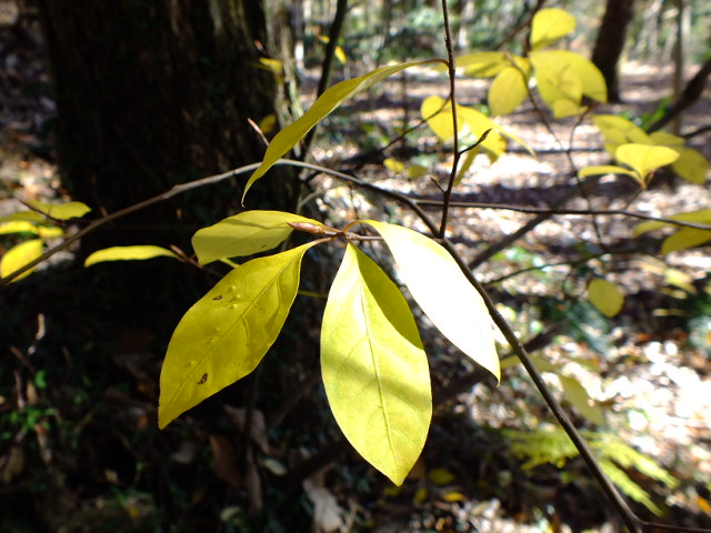 e0145782_19231665.jpg