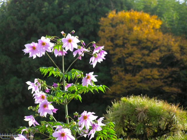 c0248013_16405416.jpg