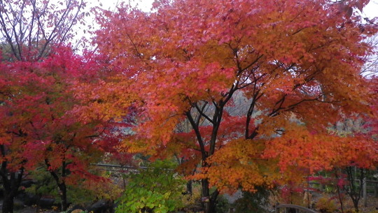 c0042847_17404571.jpg