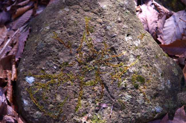 f0214649_5191434.jpg