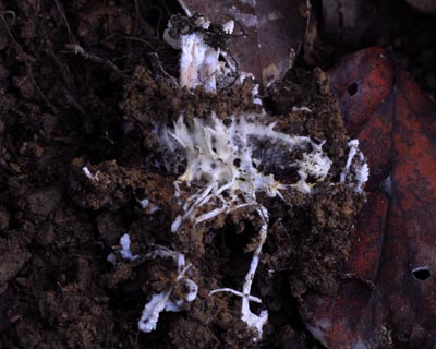 e0035757_1832399.jpg