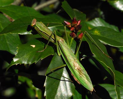 e0035757_1836020.jpg