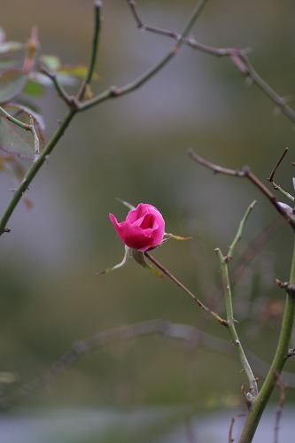 c0186463_17371043.jpg