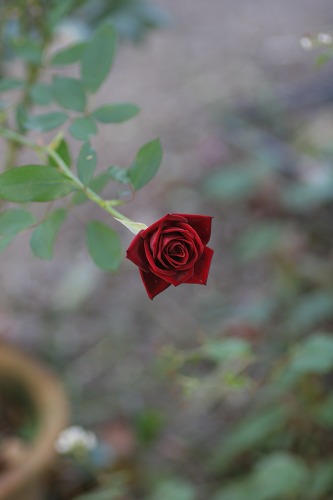 c0186463_185744.jpg