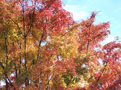 e0225164_6242380.jpg