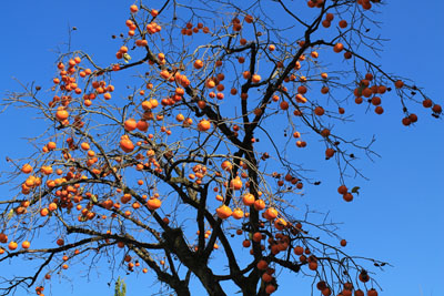 c0117570_163019100.jpg
