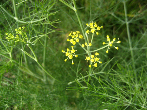 d0109071_11204851.jpg