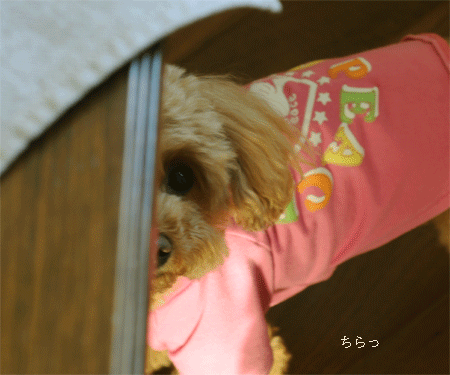c0196673_8393830.gif