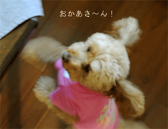 c0196673_8395761.gif