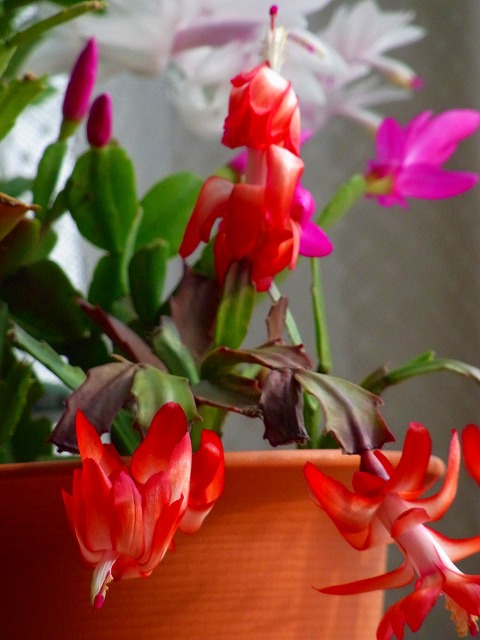f0157901_15503349.jpg