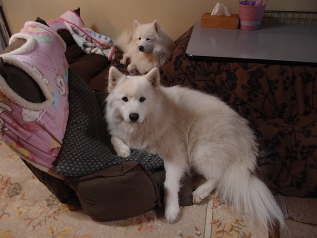 e0018604_1623271.jpg