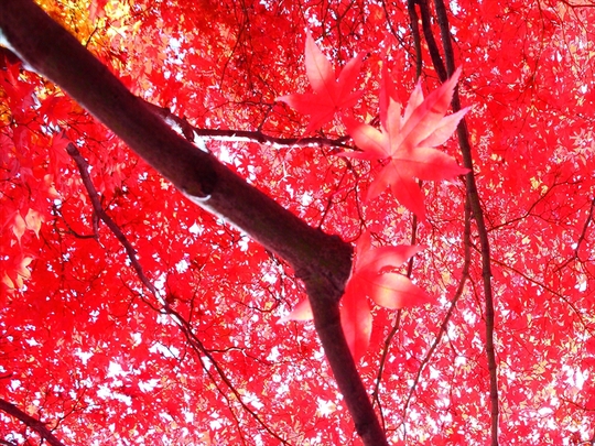 c0146510_21571832.jpg