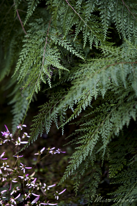 c0037519_5372264.jpg