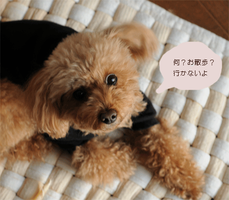 c0196673_14555538.gif
