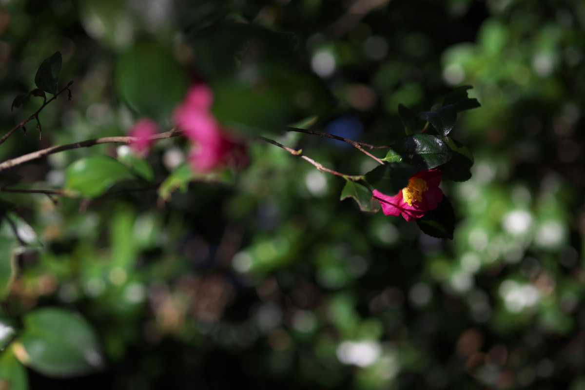 a0083081_931648.jpg