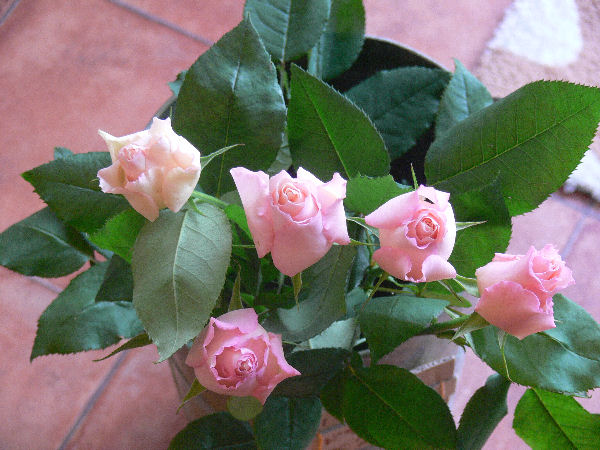 e0140986_11301613.jpg