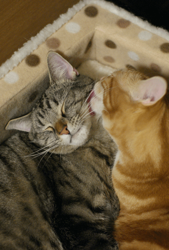 c0193788_10145735.gif