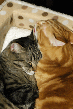 c0193788_10191759.gif