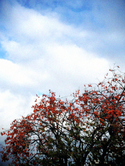 d0077603_1091658.jpg