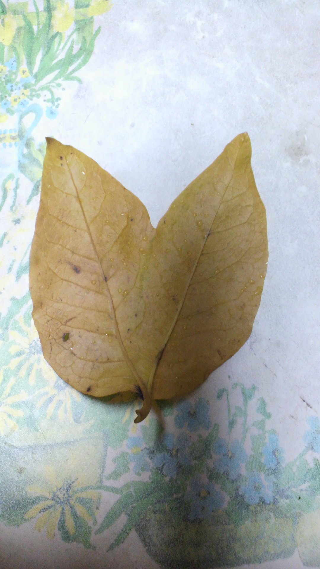 e0024126_16394318.jpg