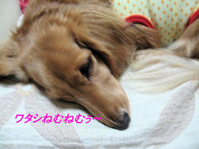 a0149240_938511.jpg