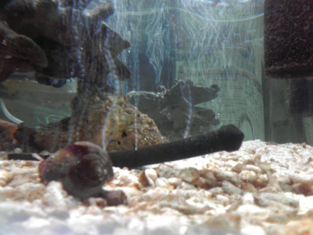 a0291521_928567.jpg