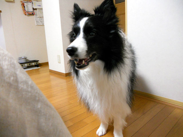 d0059230_914216.jpg