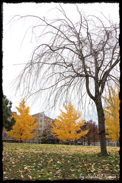 e0246732_20571540.jpg