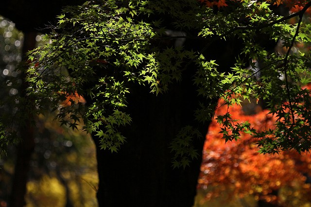 a0242438_21393516.jpg