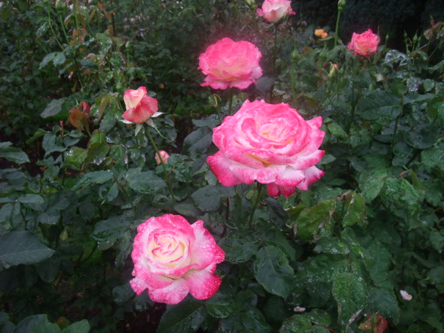 c0115366_23304629.jpg