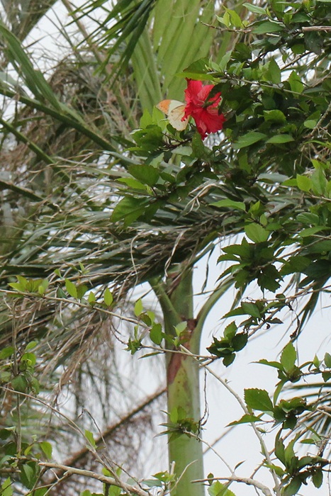 b0088772_929495.jpg