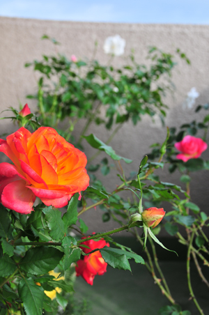 c0004078_9142928.jpg