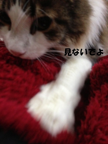 e0195115_201154.jpg