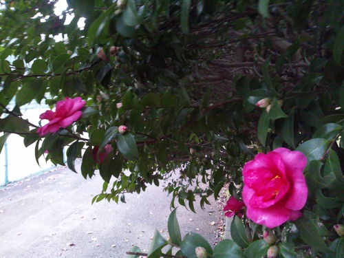 c0150520_1655354.jpg