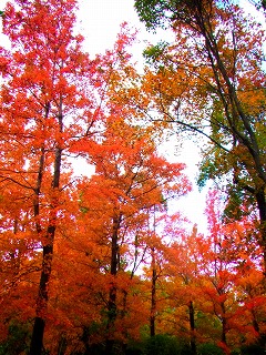 c0171349_829890.jpg