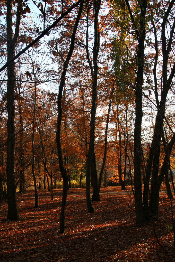 e0118274_17292429.jpg