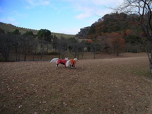 b0136381_18444147.jpg